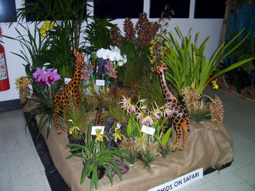 Sunraysia Orchid Club Display