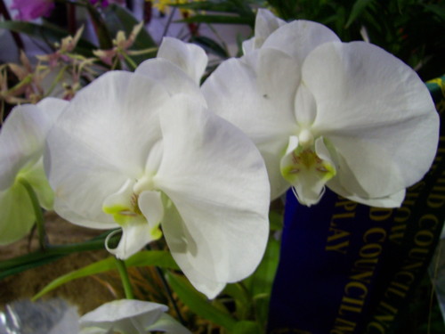phal jennys white cloud