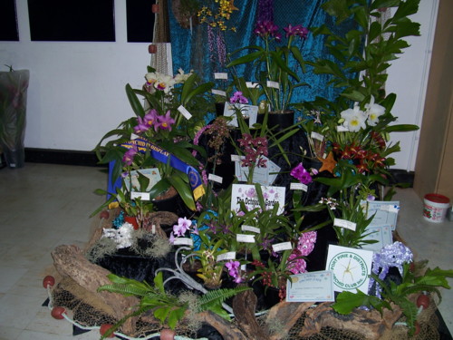 Port Pirie Orchid Club Display