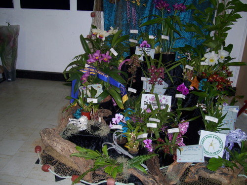 Port Pirie Orchid Club Display