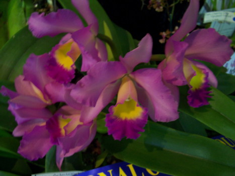BLC adelaide silver