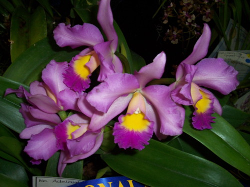 BLC adelaide silver