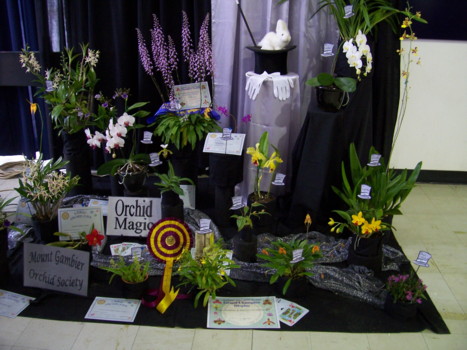 Mt Gambier Orchid Club Display