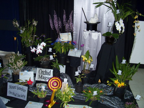 Mt Gambier Orchid Club Display