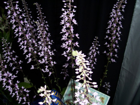 stenglottis longifolia