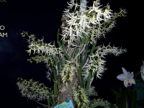 Grand Champion Orchid of Saroc 2008 Fair