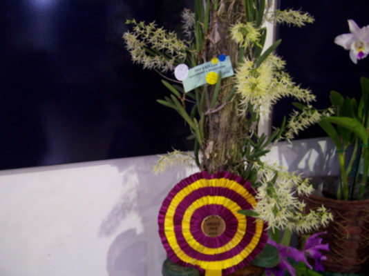 Grand Champion of Sareoc 2008 Fair