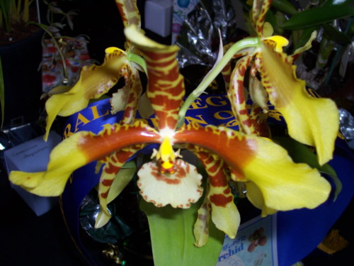 Rossioglossum Grande