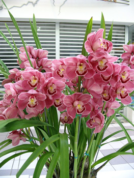 <i>Cym</i>Ruby Anniversary 'Pink Surprise