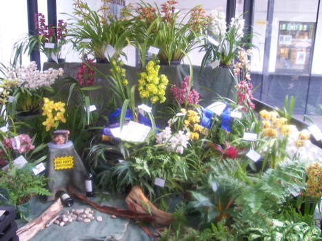 cymbidium club display