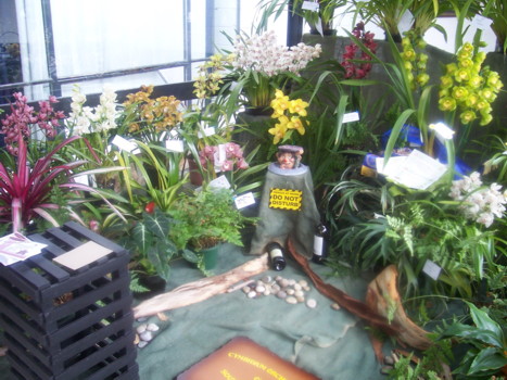 cymbidium club display