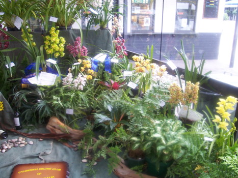 cymbidium club display