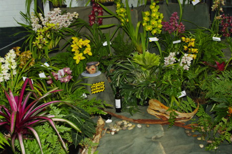 cymbidium club display