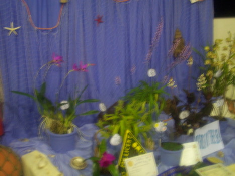club display