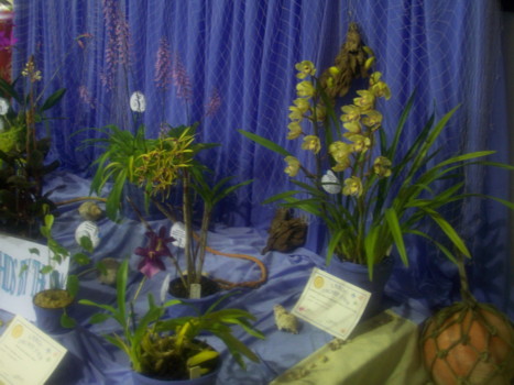 club display