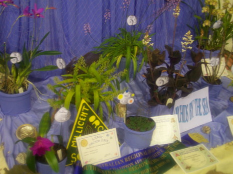 club display