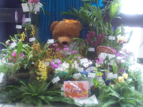 Port Pirie Orchid Club Display