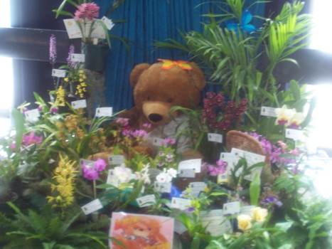 Port Pirie Orchid Club Display