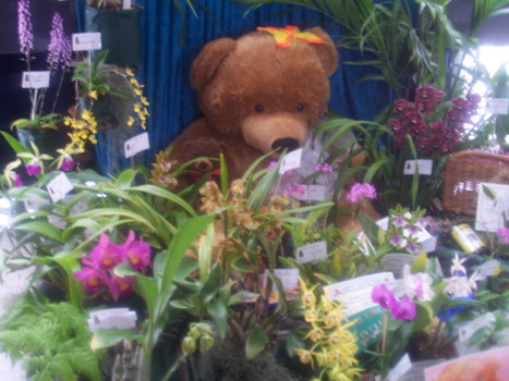 Port Pirie Orchid Club Display