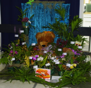 Port Pirie Orchid Club Display