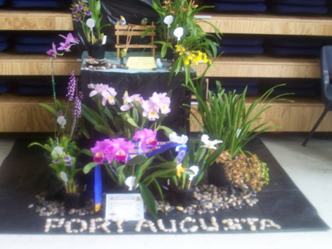 Port Augusta Orchid Club Display
