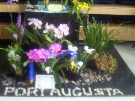 Port Augusta Orchid Club Display