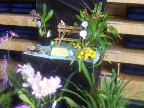 Port Augusta Orchid Club Display