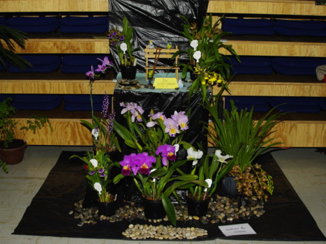 Port Augusta Orchid Club Display