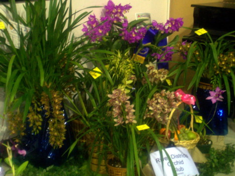 Port Augusta Orchid Club Display