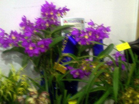 River Districts Orchid Club Display