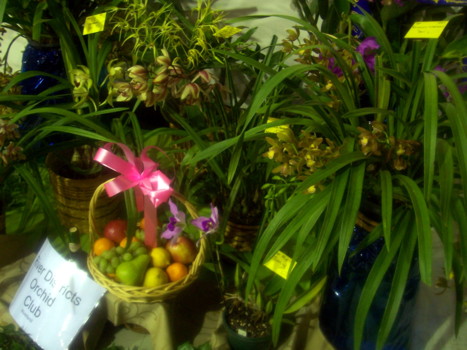 River Districts Orchid Club Display