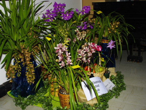 River Districts Orchid Club Display
