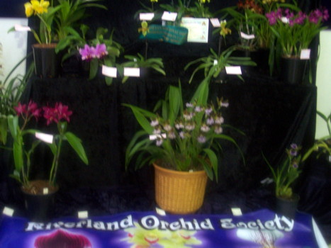 Riverland Orchid Club Display