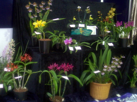 Riverland Orchid Club Display