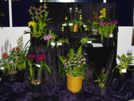 Riverland Orchid Club Display