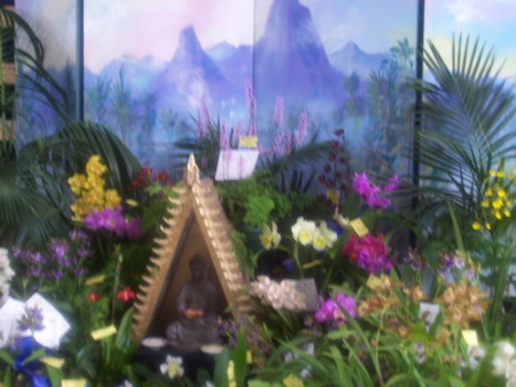 sth aust orchidaceous soc display