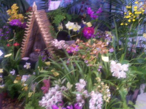 sth aust orchidaceous soc display