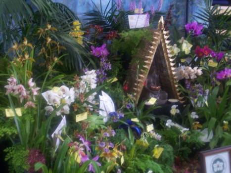sth aust orchidaceous soc display