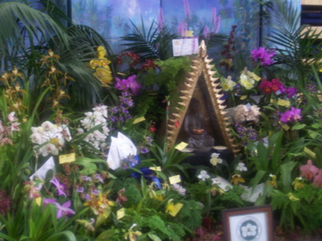 sth aust orchidaceous soc display
