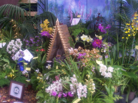 sth aust orchidaceous soc display