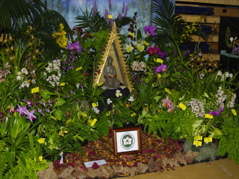 sth aust orchidaceous soc display
