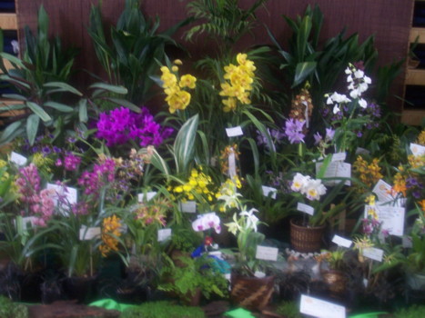South Coast Orchid Club Display