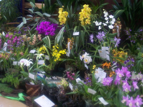 South Coast Orchid Club Display