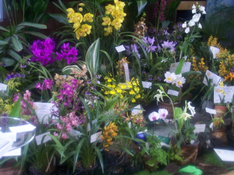 South Coast Orchid Club Display