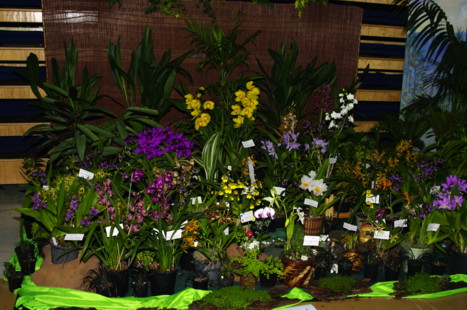 South Coast Orchid Club Display