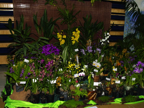 South Coast Orchid Club Display