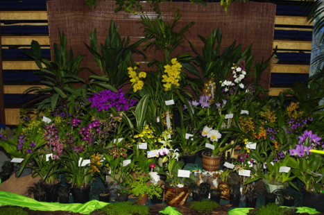 South Coast Orchid Club Display