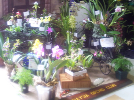 Sunraysia Orchid Club Display