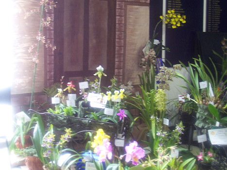 Sunraysia Orchid Club Display