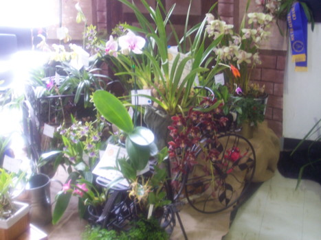 Sunraysia Orchid Club Display